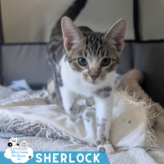 Photo of Sherlock