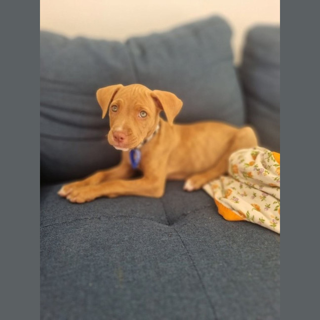 Photo of Pippa   11 Week Old Staffy (On Trial)