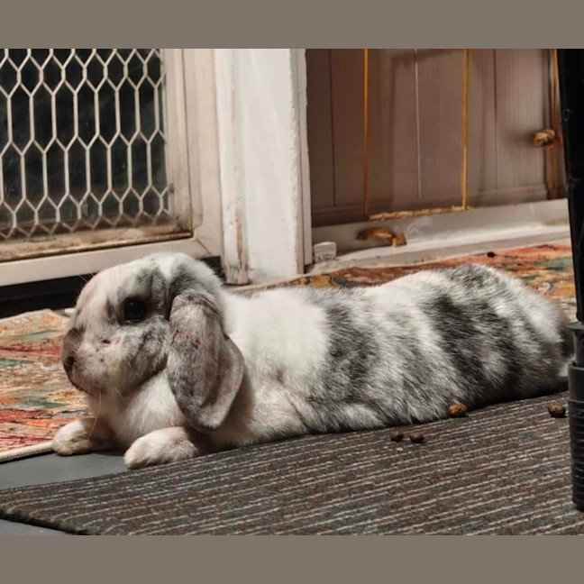 Photo of O'melia 