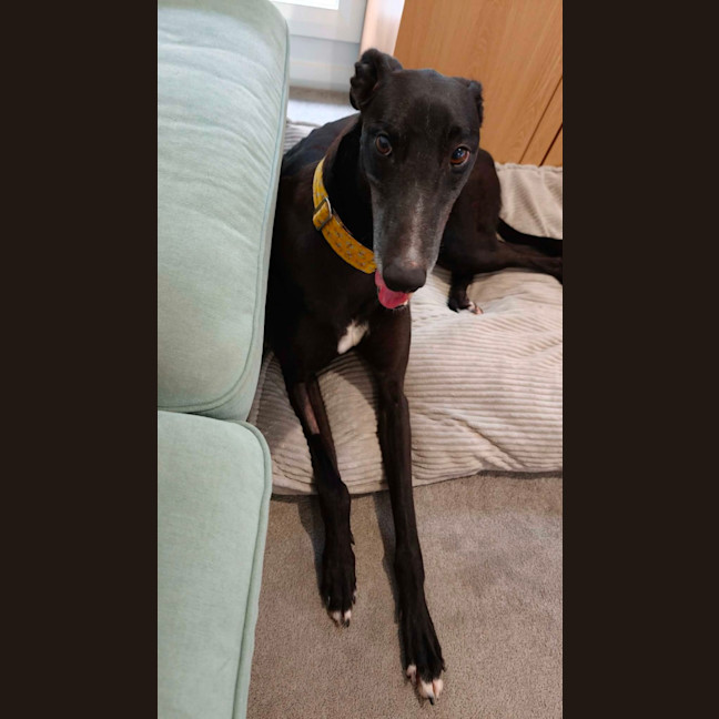 Photo of Eve, The Greyhound