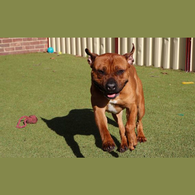 Photo of Rudi