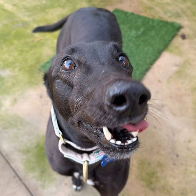Photo of Evelyn The Greyhound