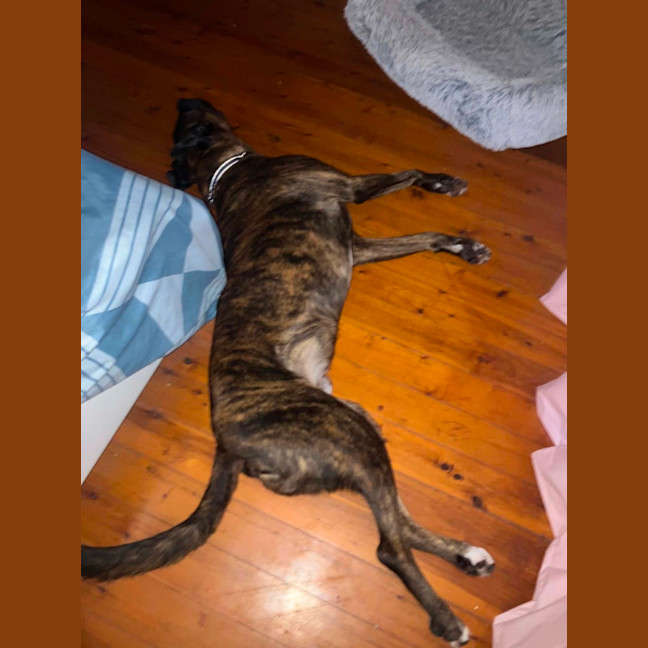 Photo of Max   5 Year Old Staffy X Ridgeback