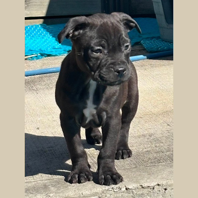 Photo of Daisy   10 Week Old Staffy X