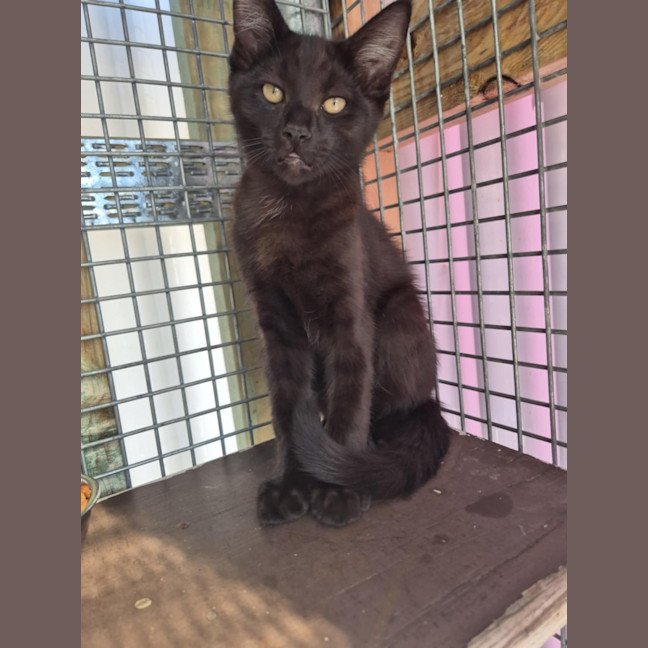 Photo of Salem! 🖤