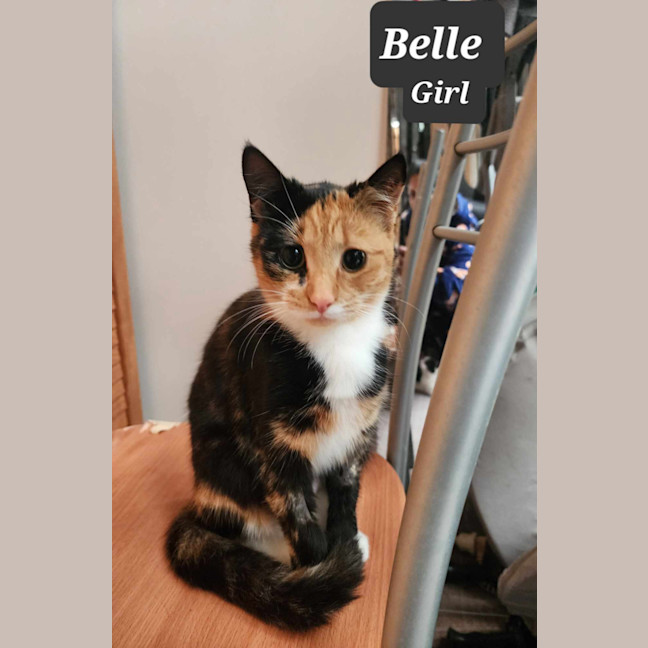 Photo of Belle