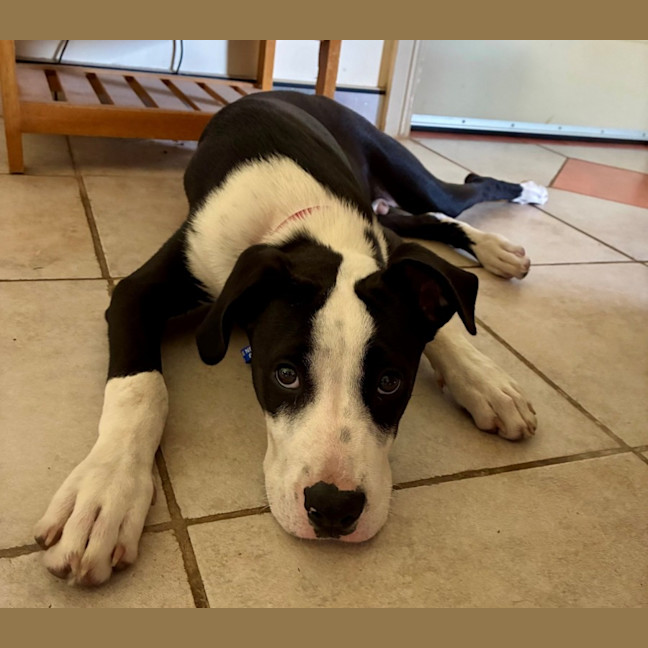 Photo of Bill   5 Month Old Mixed Breed