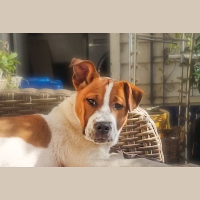 Photo of Chunky