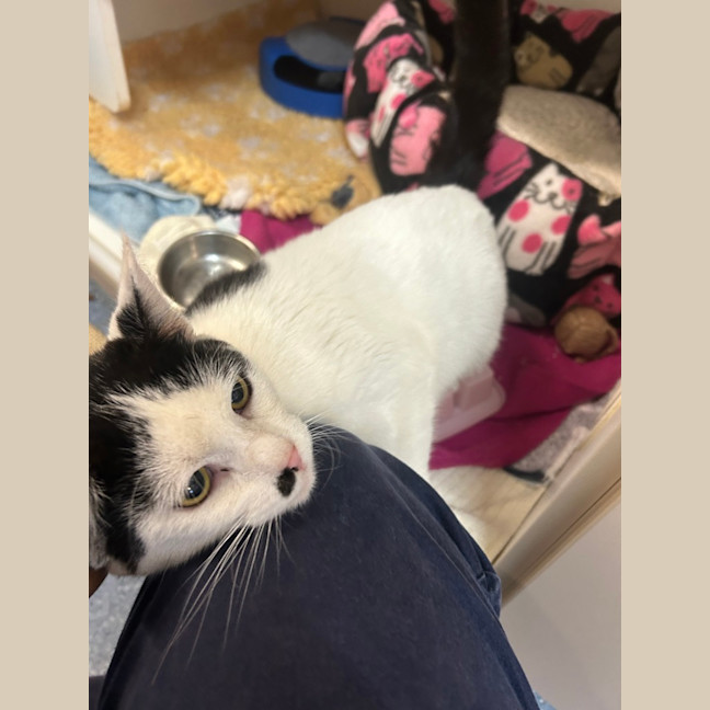 Photo of Sweet Pea