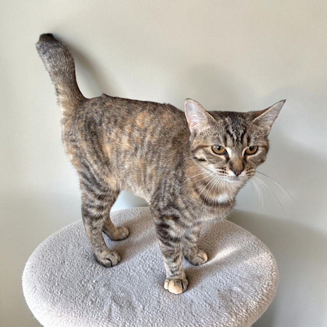 Photo of Sweetie