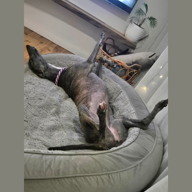 Photo of Jazzy, The 1 Year  Greyhound