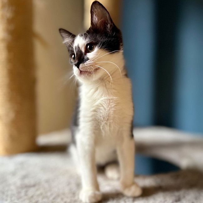 Photo of Boggle   Located In Templestowe