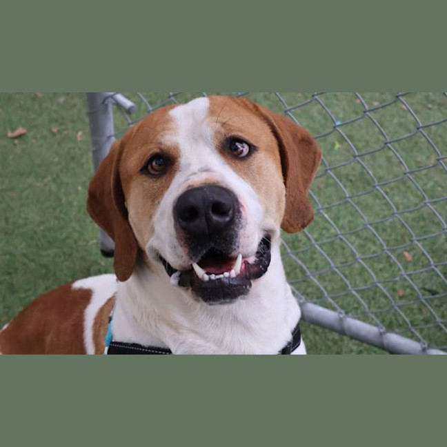 Photo of Rufus