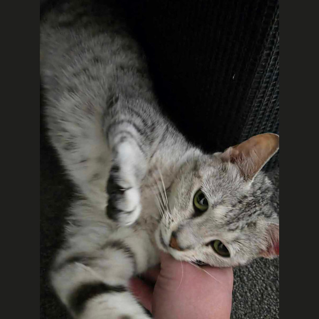 Photo of Mumma Noodle