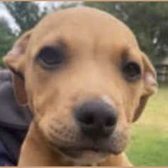 Photo of Walter ~ Staffy X Beagle Puppy