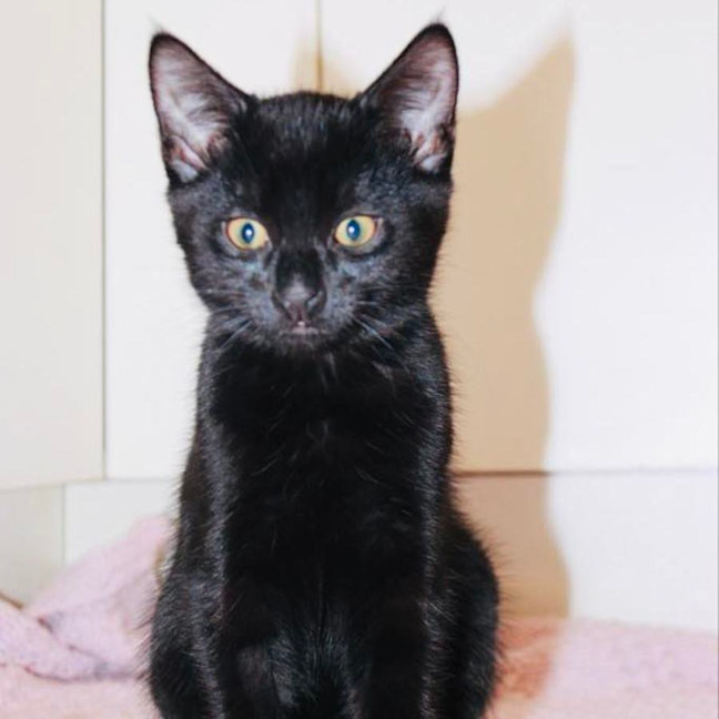 Photo of Bonsai   Located In Croydon