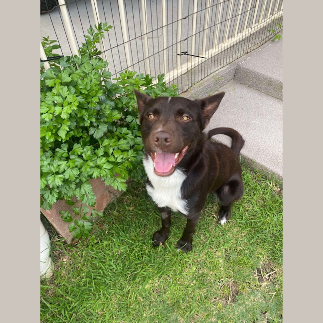 Photo of Baxter