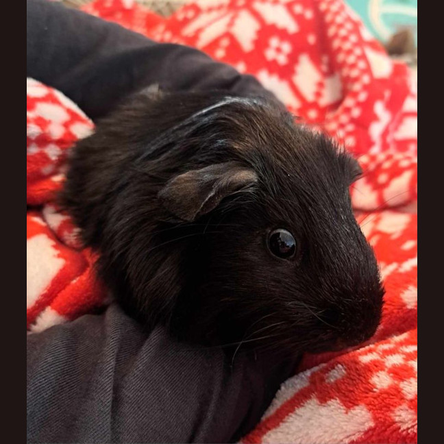 Photo of Harry And Hairy