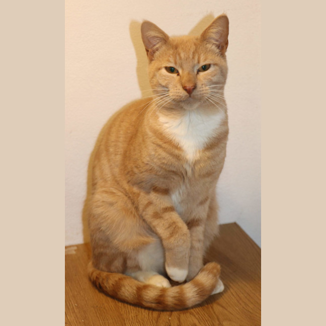 Photo of Fox Now Available At Pet Quarters Broadmeadow