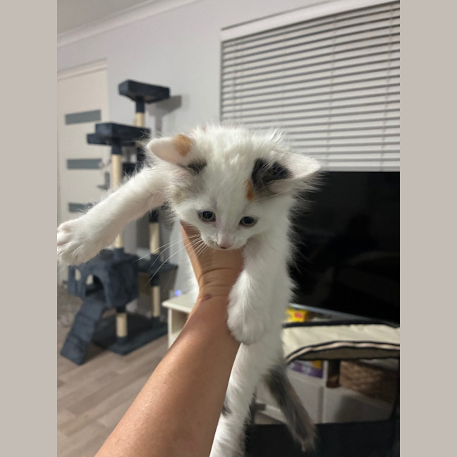 Photo of Clover