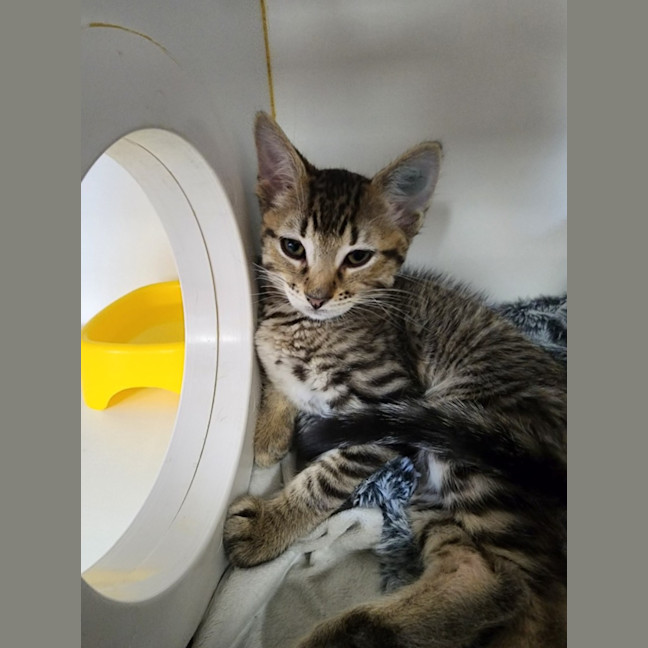 Photo of Kitten Crew