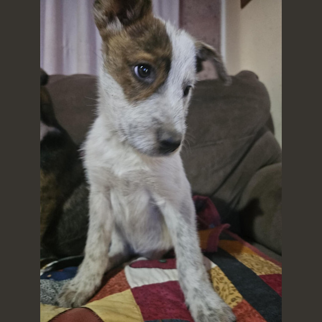 Photo of Wolfie Kids 