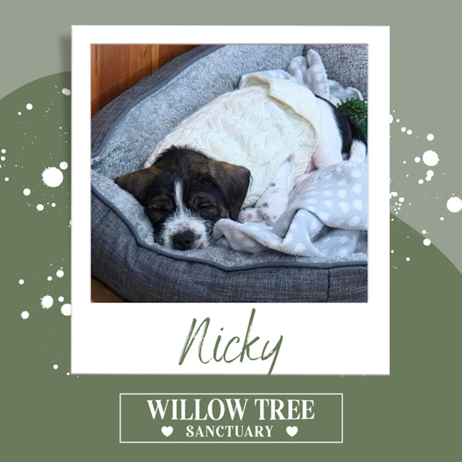 Photo of Nicky