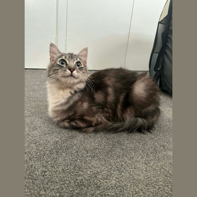 Photo of Bluey Meet Me@Petstock Carrum Downs Store 