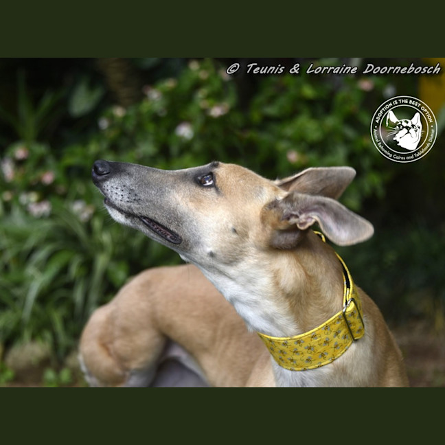 Photo of Sylvie Racing Name Silver Starline