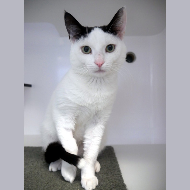 Photo of Wallace Sta013533