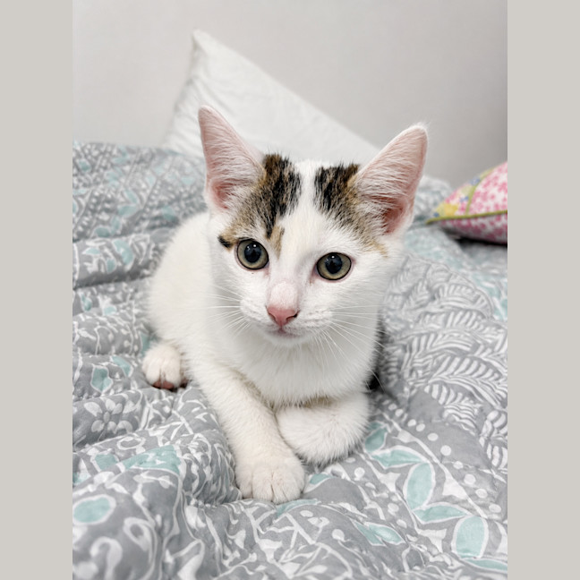 Photo of Lily