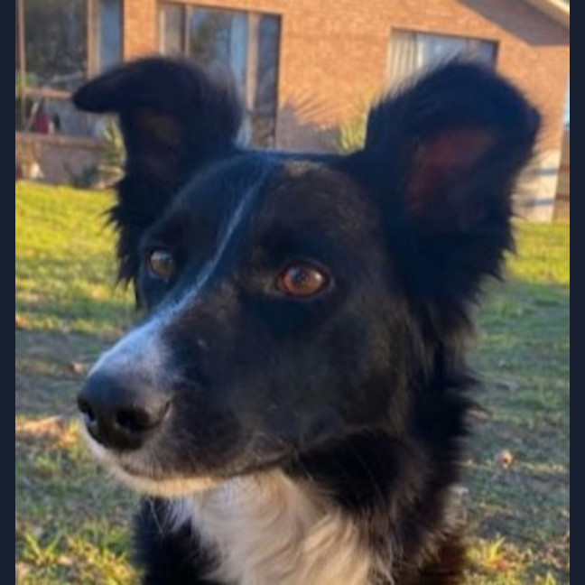 Photo of Haven ~ 2yo Border Collie