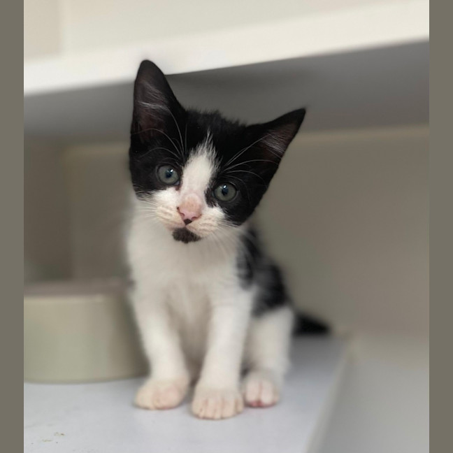 Photo of Oslo Junior (9953)