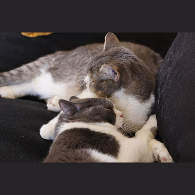 Photo of Fluffy And Mano