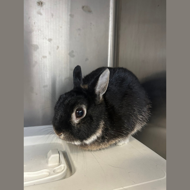 Photo of Mochi