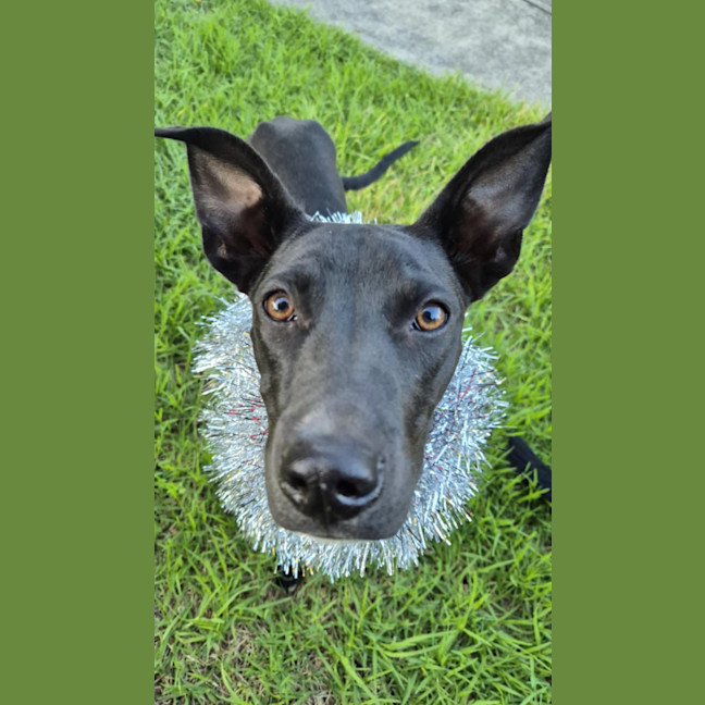 Photo of Cosmo 