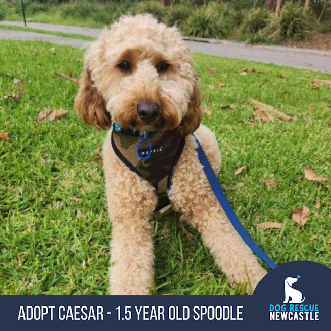 Photo of Caesar   1.5 Year Old Spoodle (Trial)