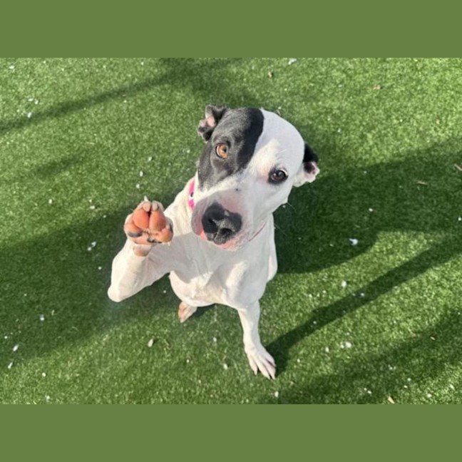 Photo of Narla Imp 1638