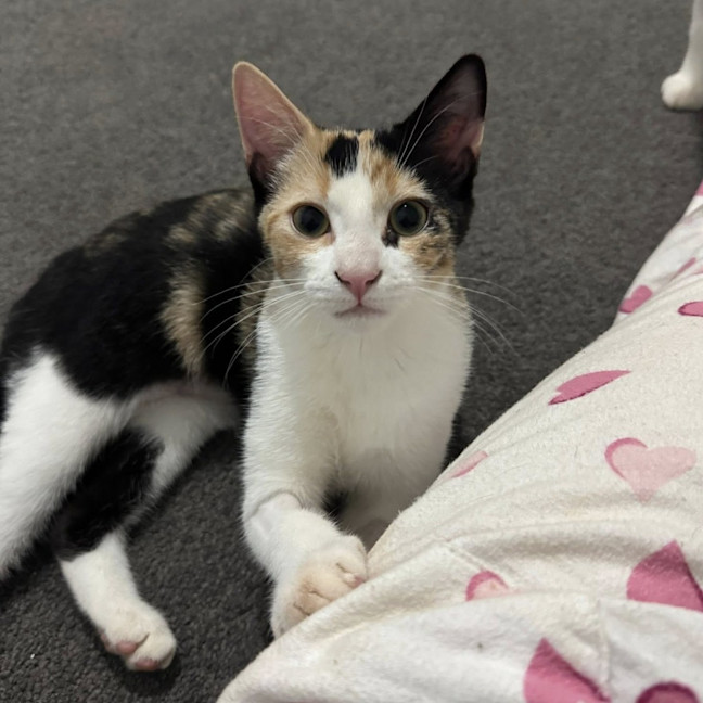 Photo of Princess Peach