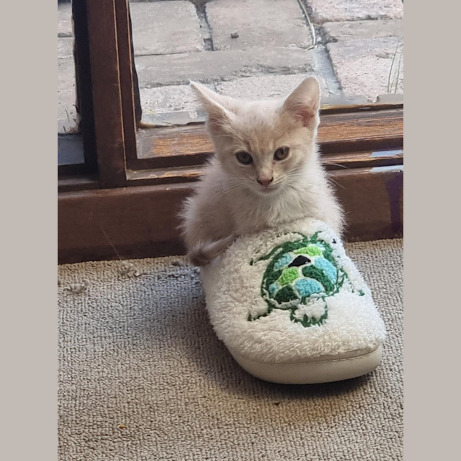 Photo of Lady