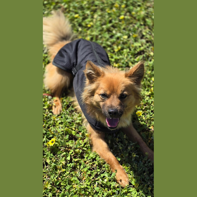 Photo of Ace