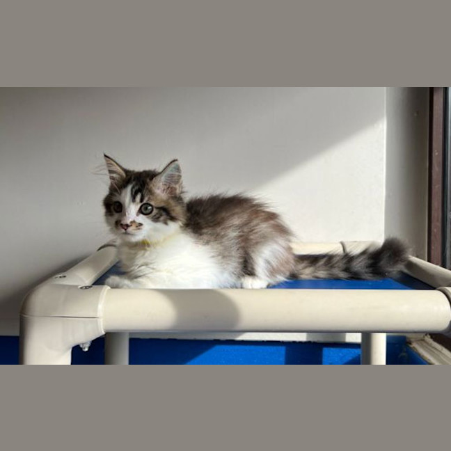 Photo of Athena