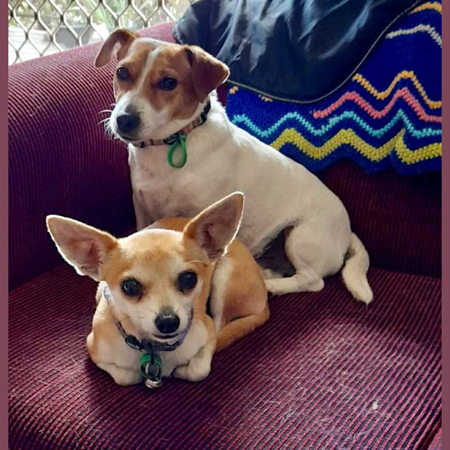 Photo of Chicko And Buddy