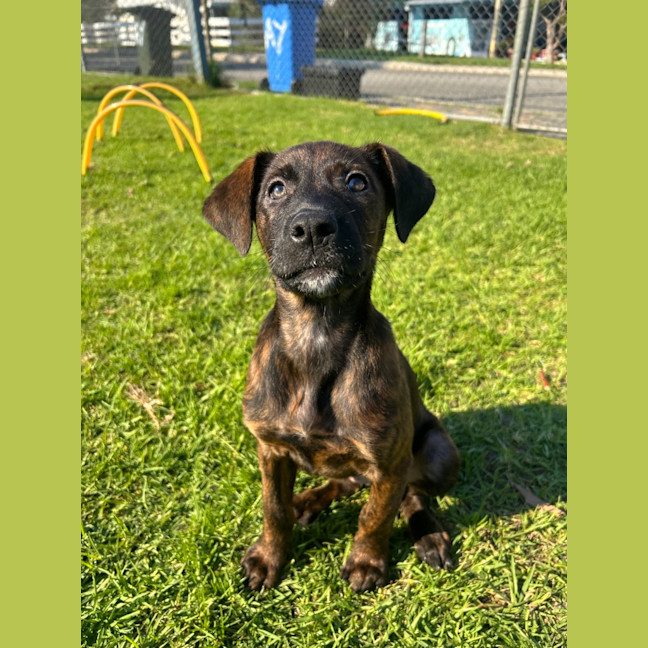 Photo of Coco