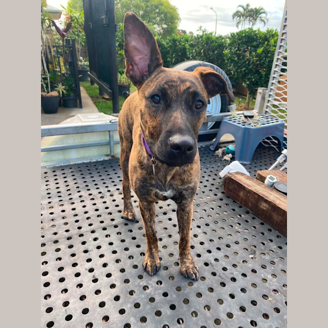 Photo of Penny
