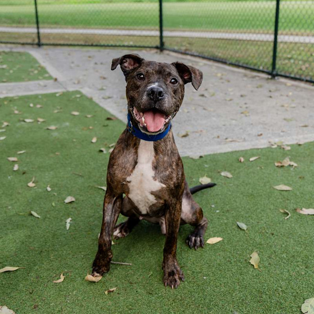 Photo of Brutus