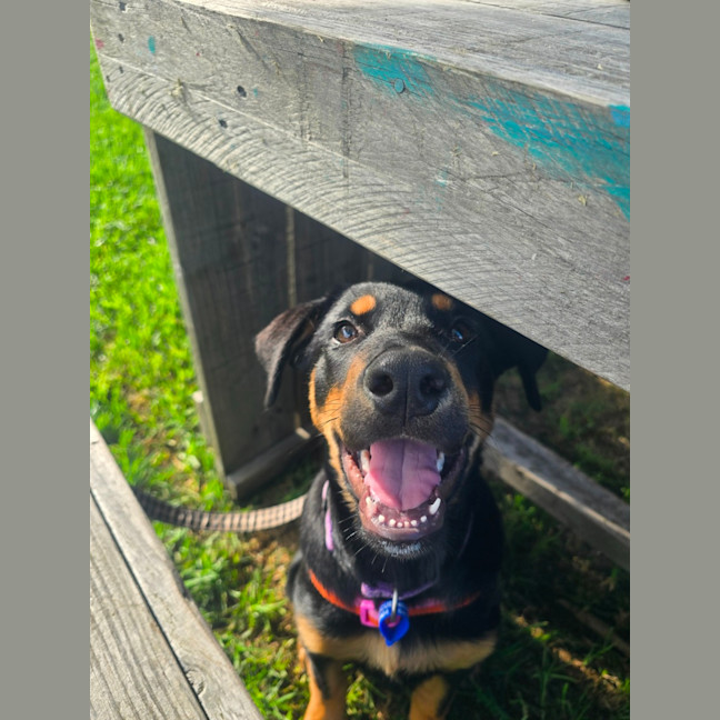 Photo of Gracie   4 Month Old Rottweiler X Shepherd 