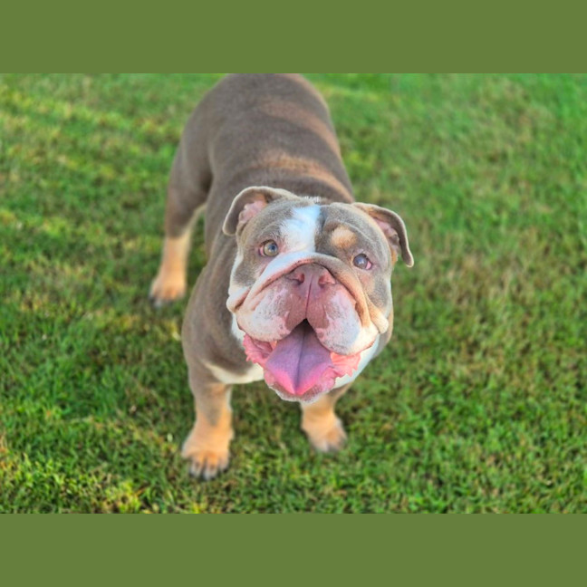 Photo of Pebbles