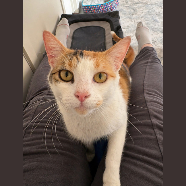 Photo of Annabelle