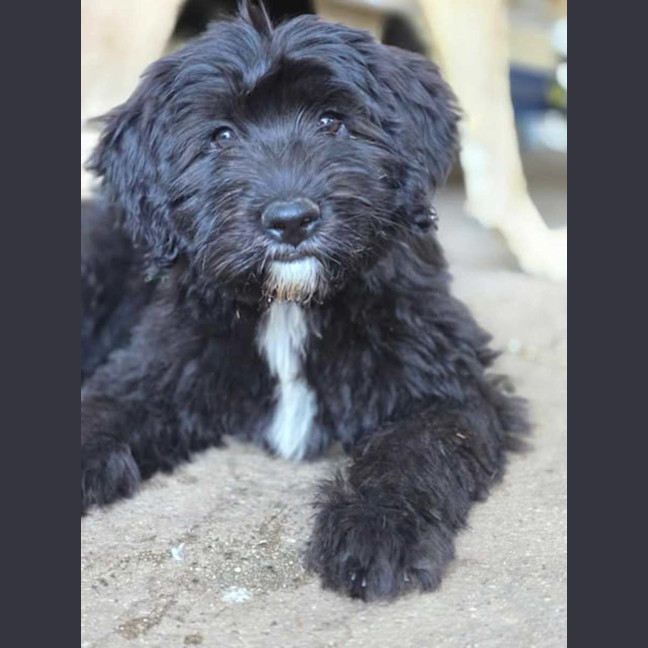 Photo of Tenderheart